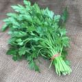 Fresh parsley bunch