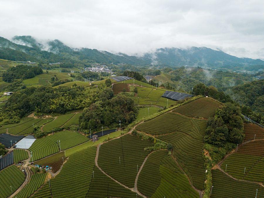 Aerial view of lush green tea fields in Kyoto, Japan