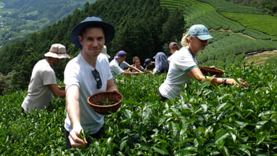 Matcha Around the World: A Deep Dive into Kyoto Matcha