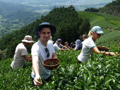 Matcha Around the World: A Deep Dive into Kyoto Matcha