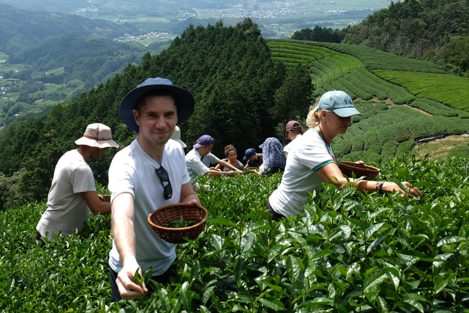 Matcha Around the World: A Deep Dive into Kyoto Matcha