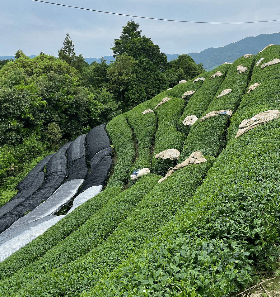 Shaded matcha tea leaves in Kyoto
