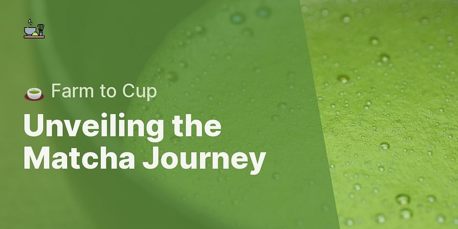 Unveiling the Matcha Journey - 🍵 Farm to Cup
